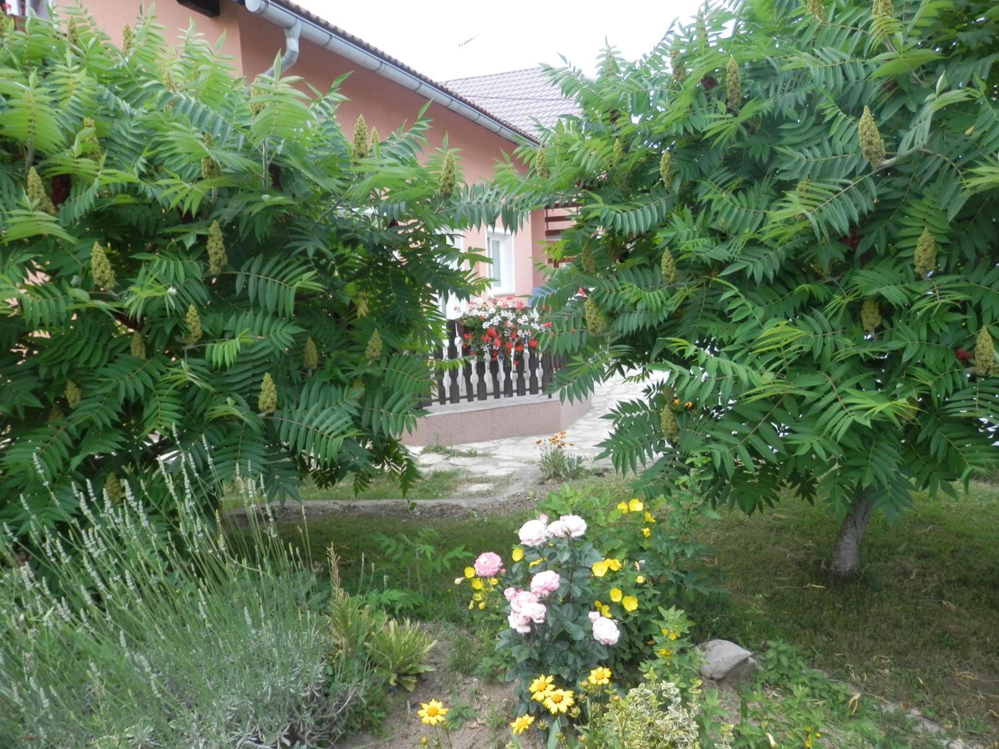 Guesthouse Blazenka Hodak Seliste Dreznicko Exterior photo